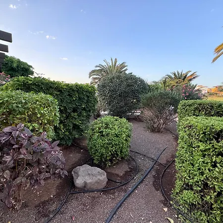 Amarilla Golf Scorpio サンミゲル・デ・アボナ